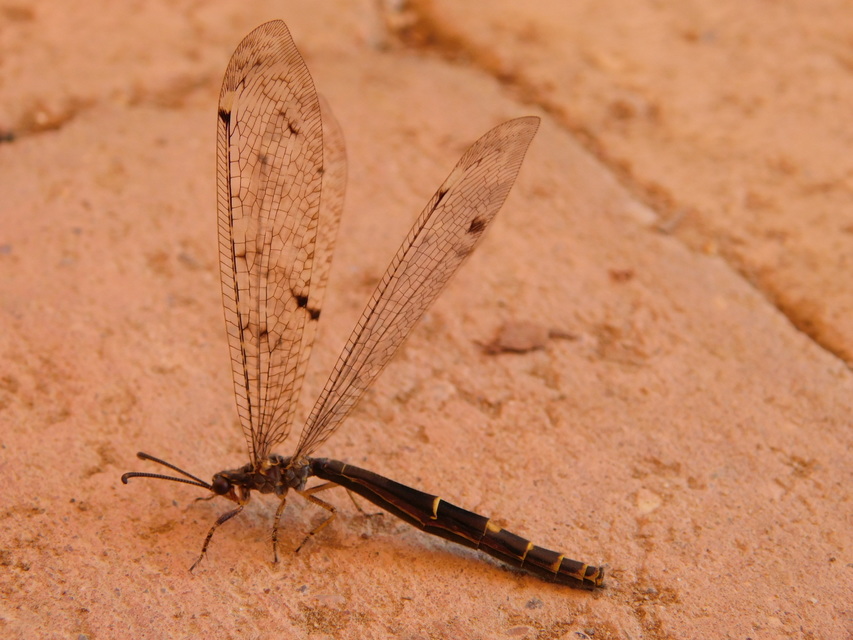 Distoleon tetragrammicus - négyfoltos hangyaleső