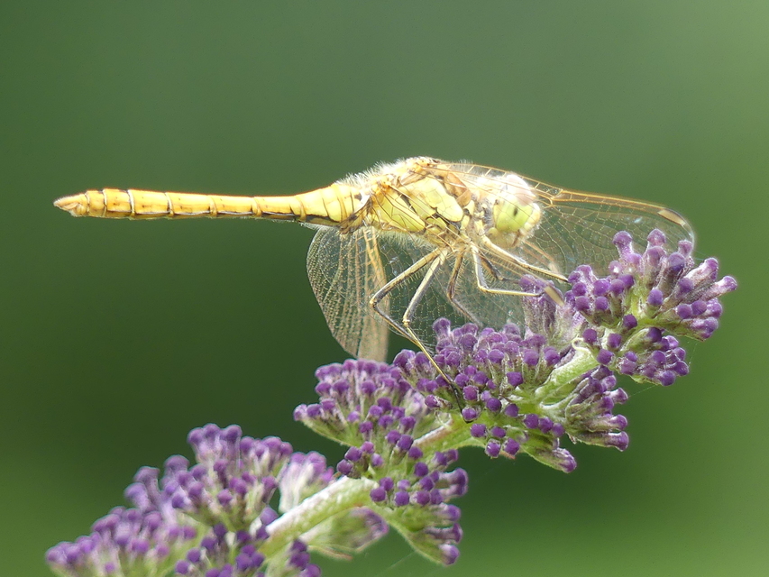 Sympetrum vulgatum - barkós katona-szitakötő