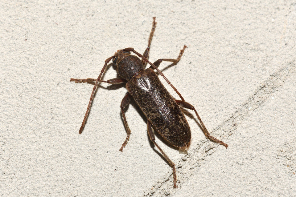 Trichoferus campestris - szállóvendég éjicincér