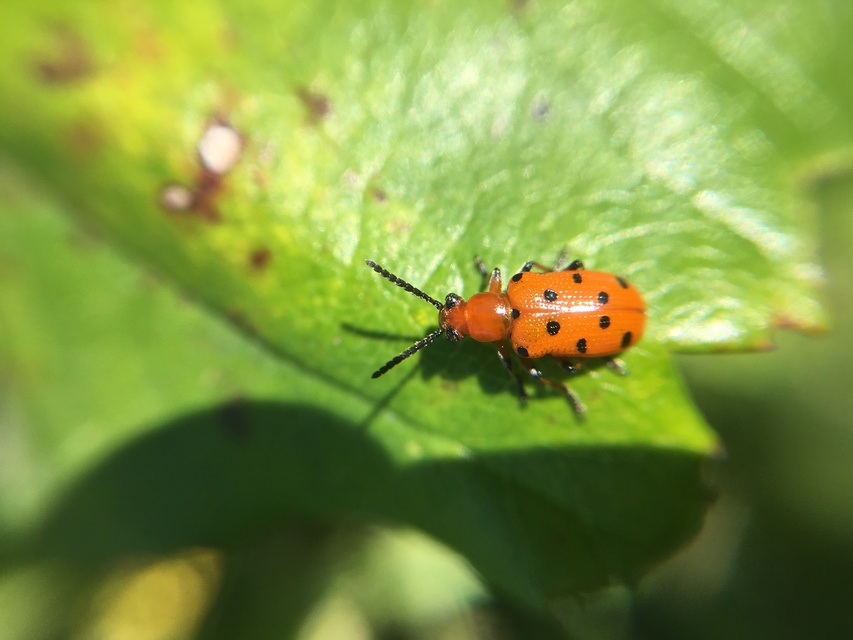 Crioceris duodecimpunctata - tizenkétpontos spárgabogár