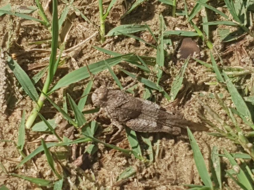 Oedipoda caerulescens - kékszárnyú sáska