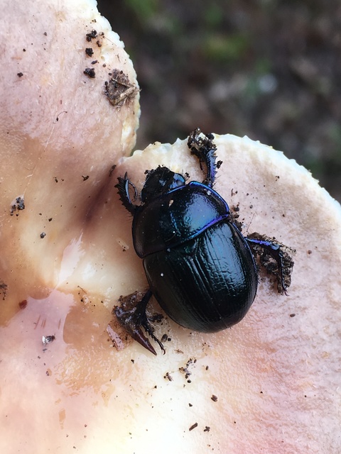 Anoplotrupes stercorosus - erdei álganéjtúró