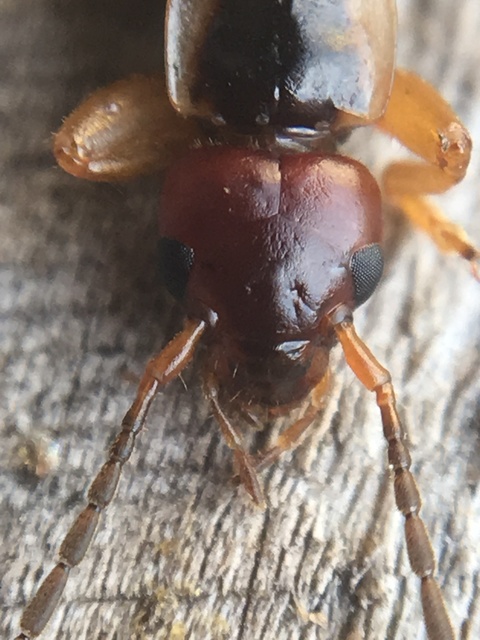Forficula auricularia - közönséges fülbemászó