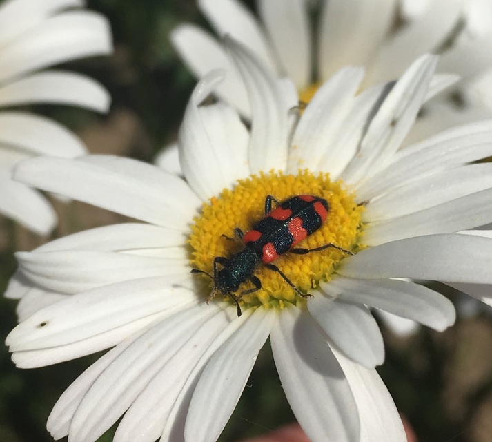 Trichodes favarius - hatfoltos méhészbogár