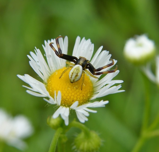 Misumena vatia - viráglakó karolópók