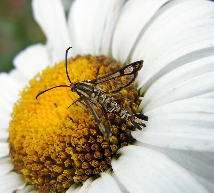Sesiidae - szitkárfélék