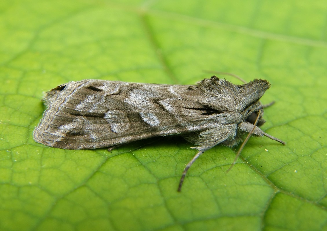 Cucullia fraudatrix - tarka csuklyásbagoly