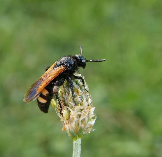 Scolia sexmaculata - négyfoltos tőrösdarázs