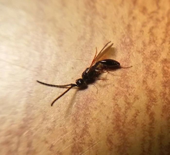 Diapriidae - szénfényű törpefürkészek