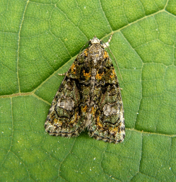 Cryphia algae - sárgászöld zuzmóbagoly