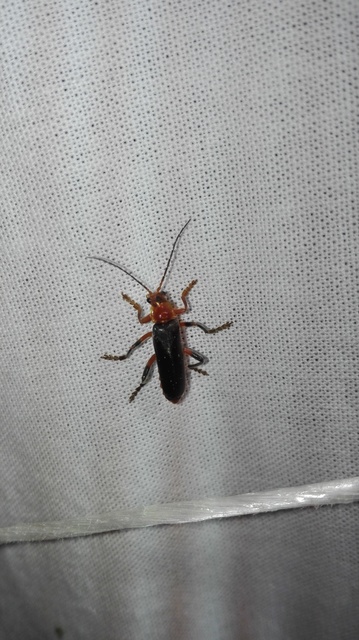 Cantharis livida - mezei lágybogár