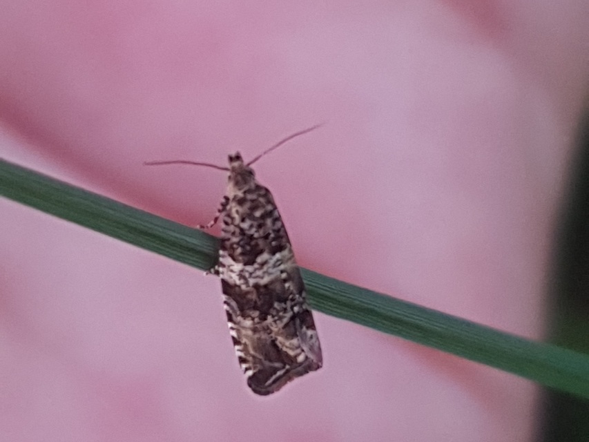 Celypha cespitana - mezei tükrösmoly