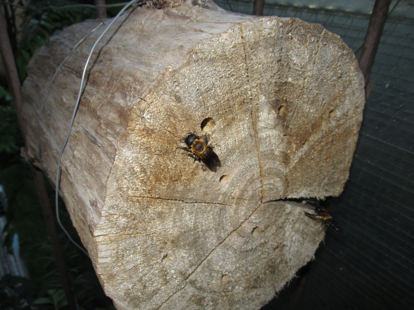 Megachile sculpturalis - óriás művészméh