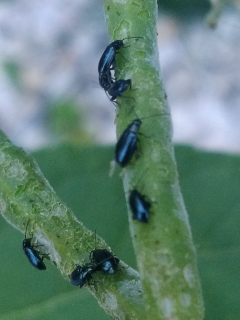 Phyllotreta