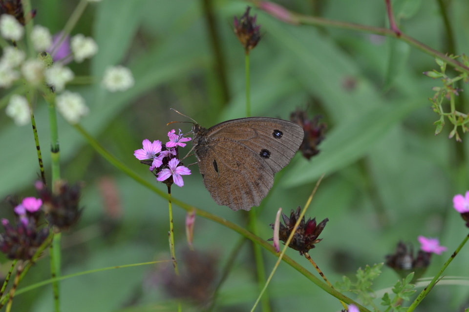Minois dryas - fekete szemeslepke