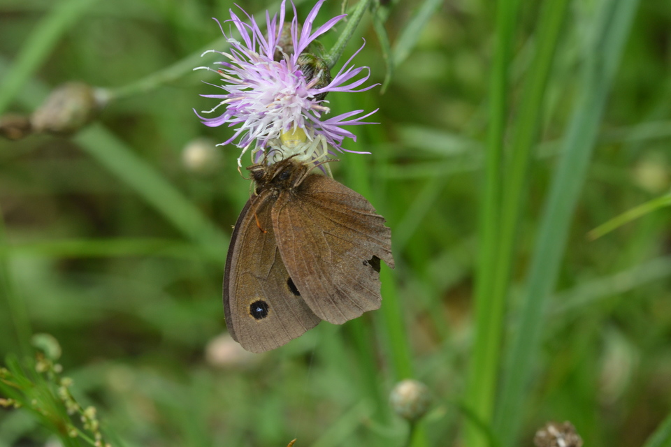Minois dryas - fekete szemeslepke