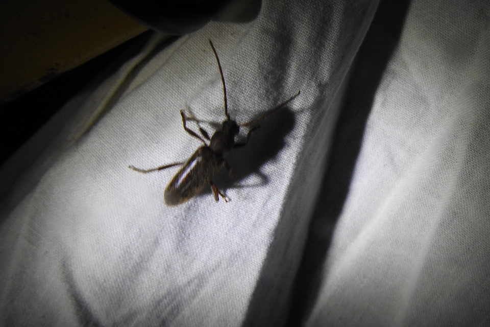 Trichoferus campestris - szállóvendég éjicincér