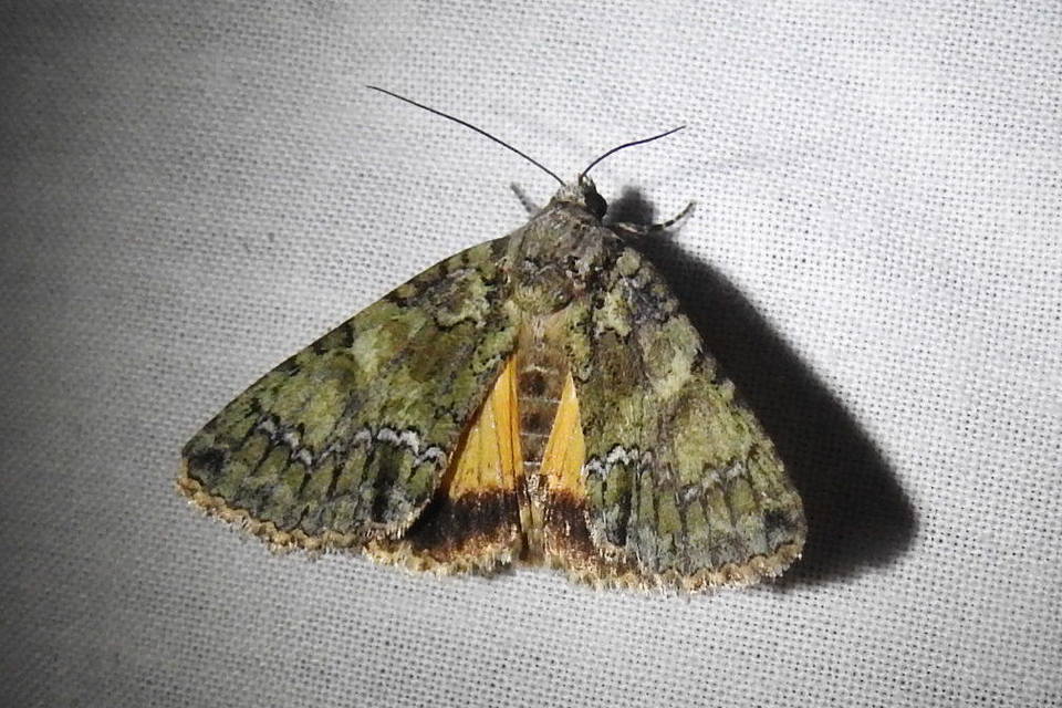 Polyphaenis sericata - selyemfényű erdeibagoly