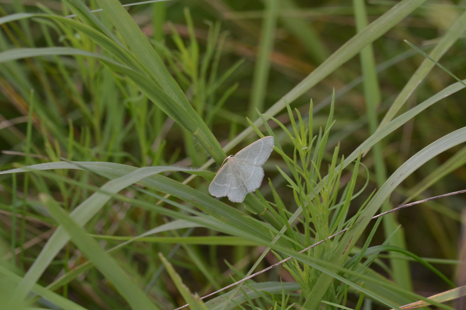 Chlorissa viridata - üdezöld araszoló