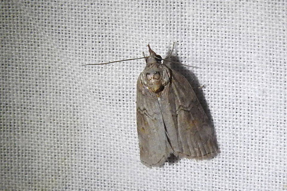 Nycteola asiatica - nyárfa-trapézbagoly