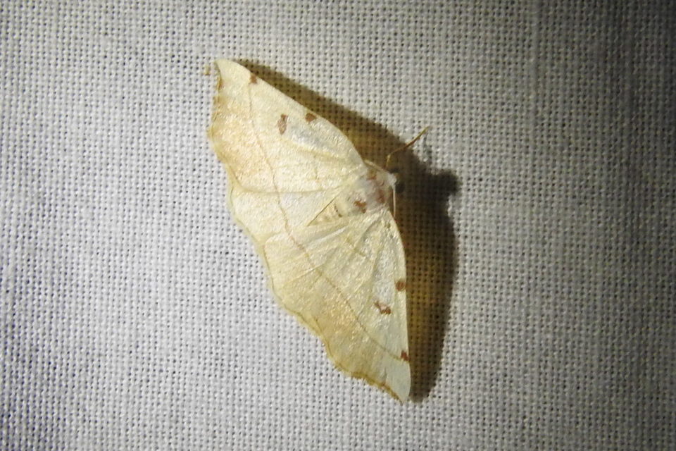 Eilicrinia trinotata - háromjegyű araszoló