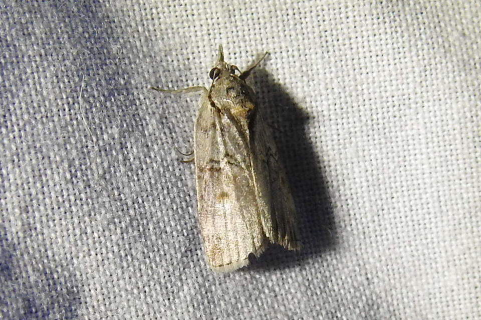 Nycteola asiatica - nyárfa-trapézbagoly