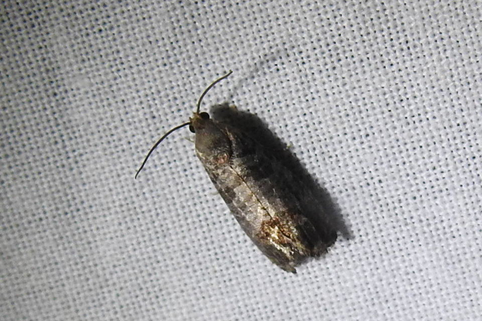Cydia pomonella/pyrivora