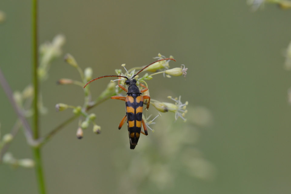 Strangalia attenuata - nyurgacincér