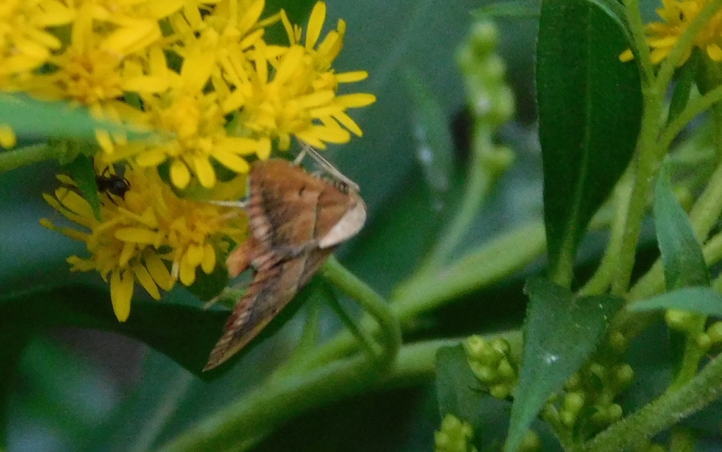 Endotricha flammealis - tüzesszárnyú fényilonca