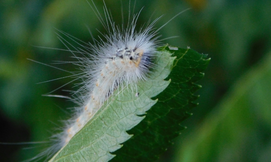 Hyphantria cunea - amerikai fehér medvelepke