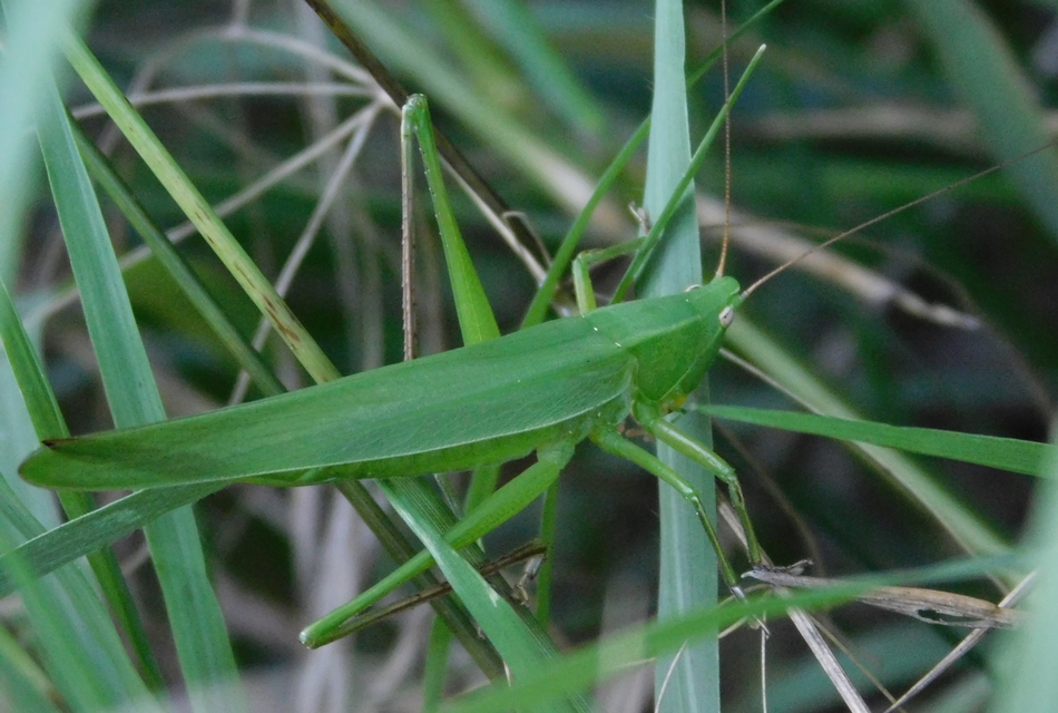 Ruspolia nitidula - nagy kúpfejűszöcske