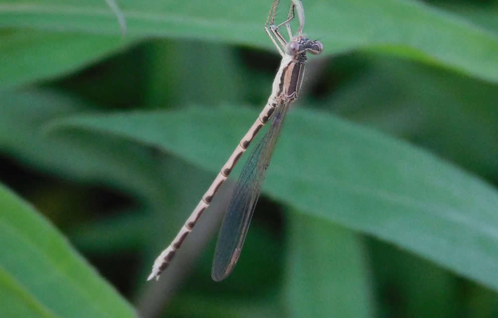 Sympecma fusca - téli rablószitakötő
