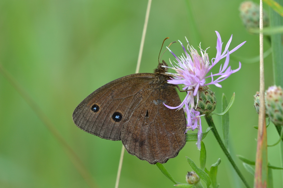Minois dryas - fekete szemeslepke