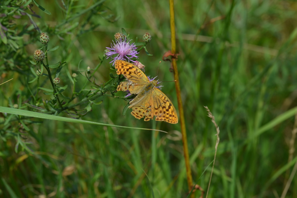 Argynnis pandora - zöldes gyöngyházlepke