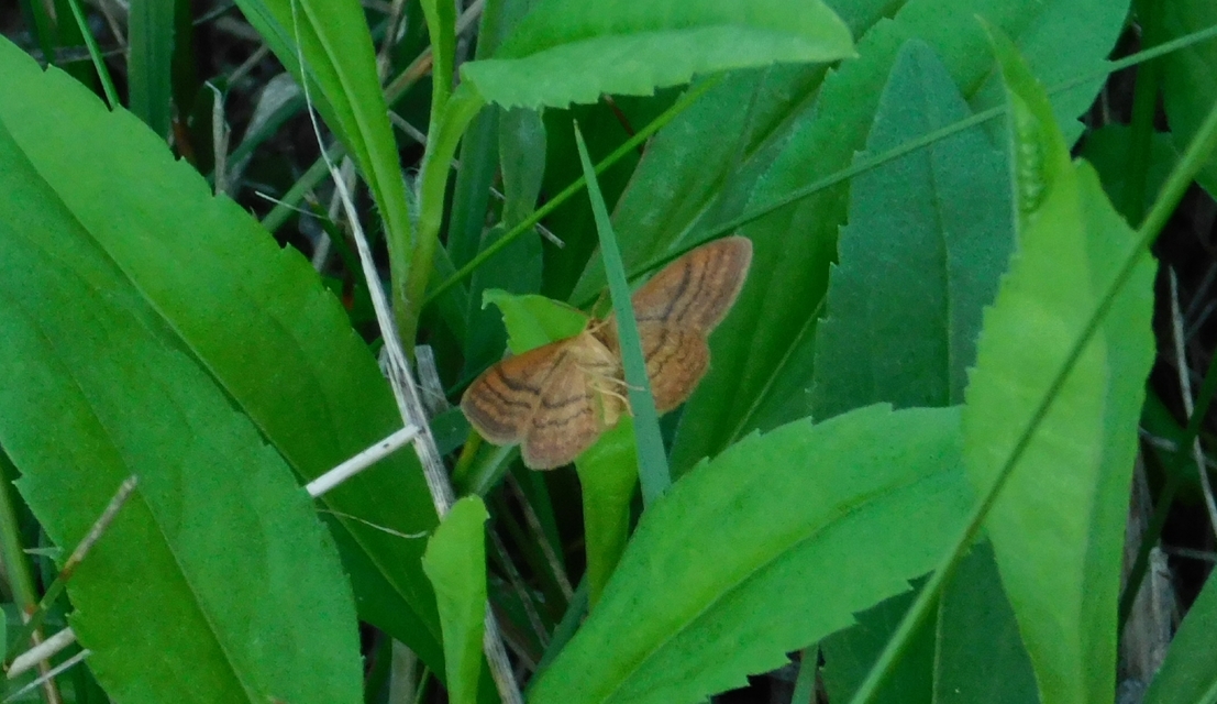 Idaea ochrata - okkerszínű sávosaraszoló