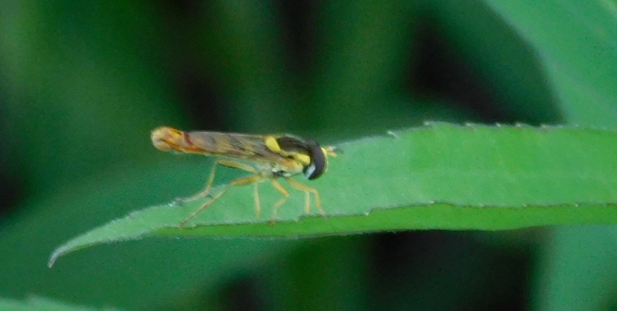 Sphaerophoria scripta - tarka darázslégy