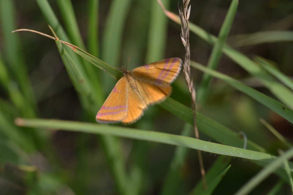Lythria cruentaria - bíborcsíkos araszoló