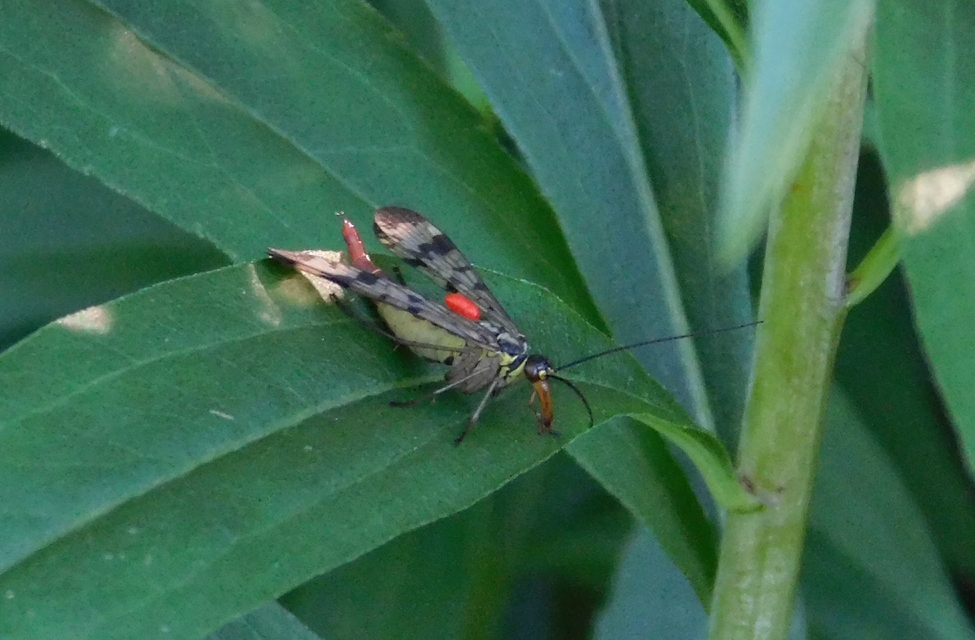 Panorpa communis/vulgaris