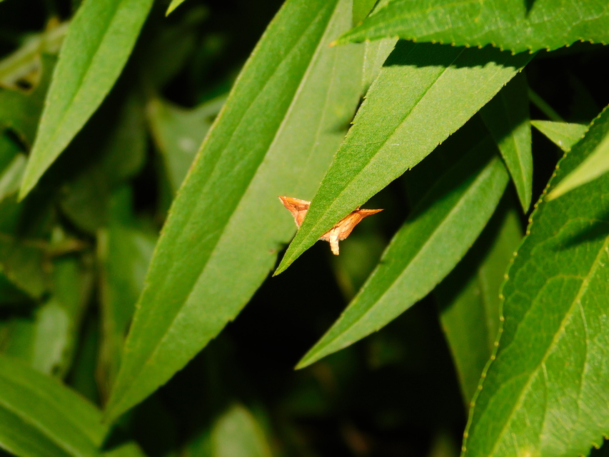Endotricha flammealis - tüzesszárnyú fényilonca