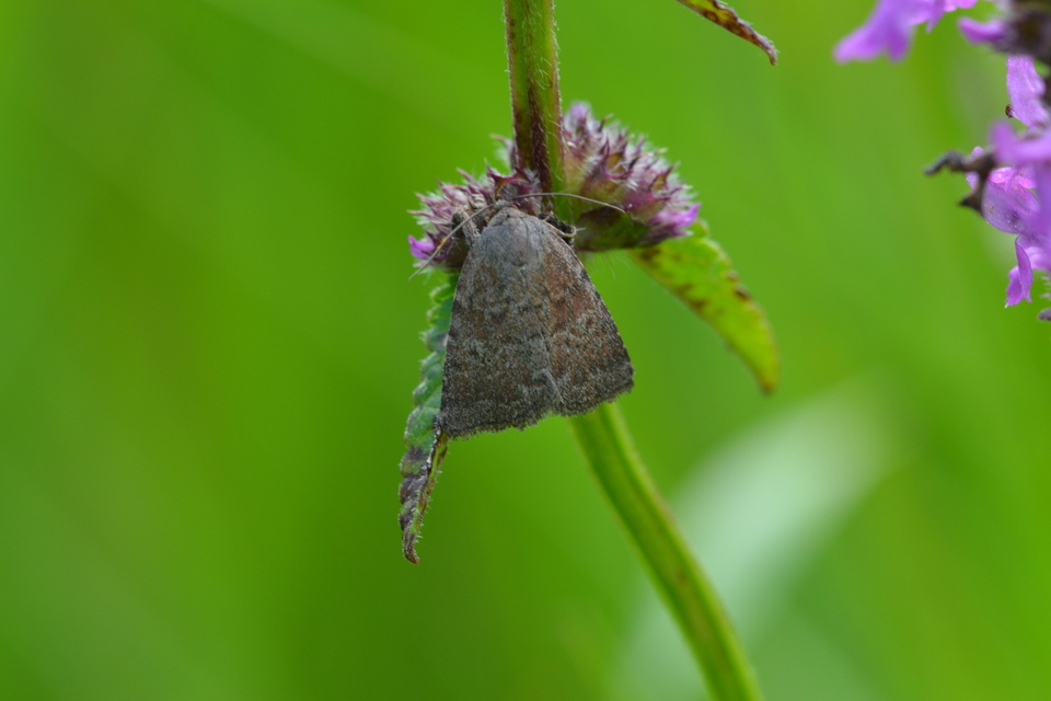 Acosmetia caliginosa - imolabagoly