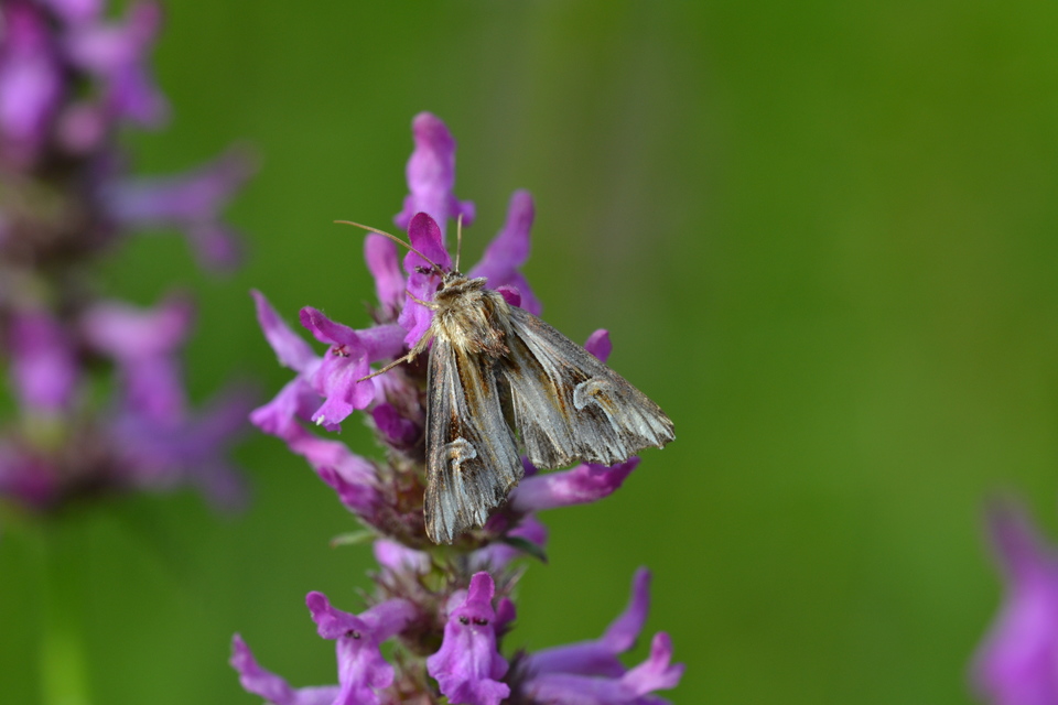 Actinotia polyodon - nagy sugarasbagoly