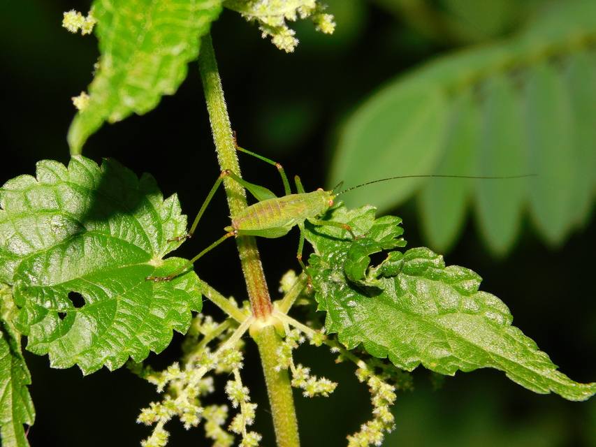 Phaneroptera nana - pontozott repülőszöcske