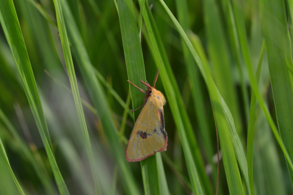 Diacrisia sannio - vörösszélű medvelepke