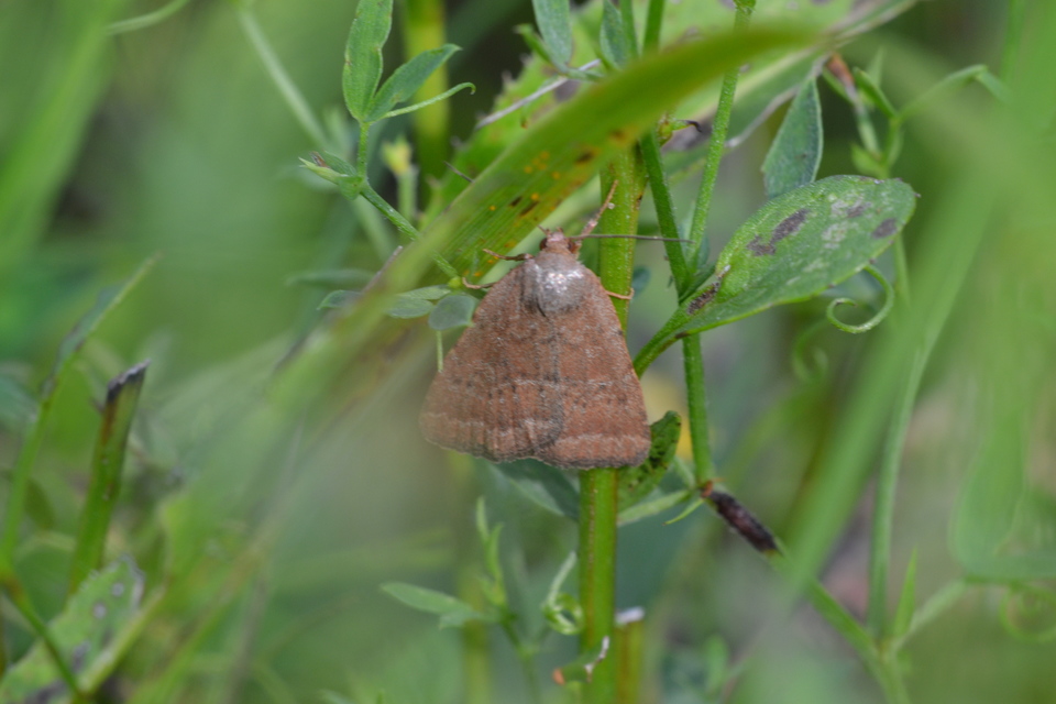 Acosmetia caliginosa - imolabagoly
