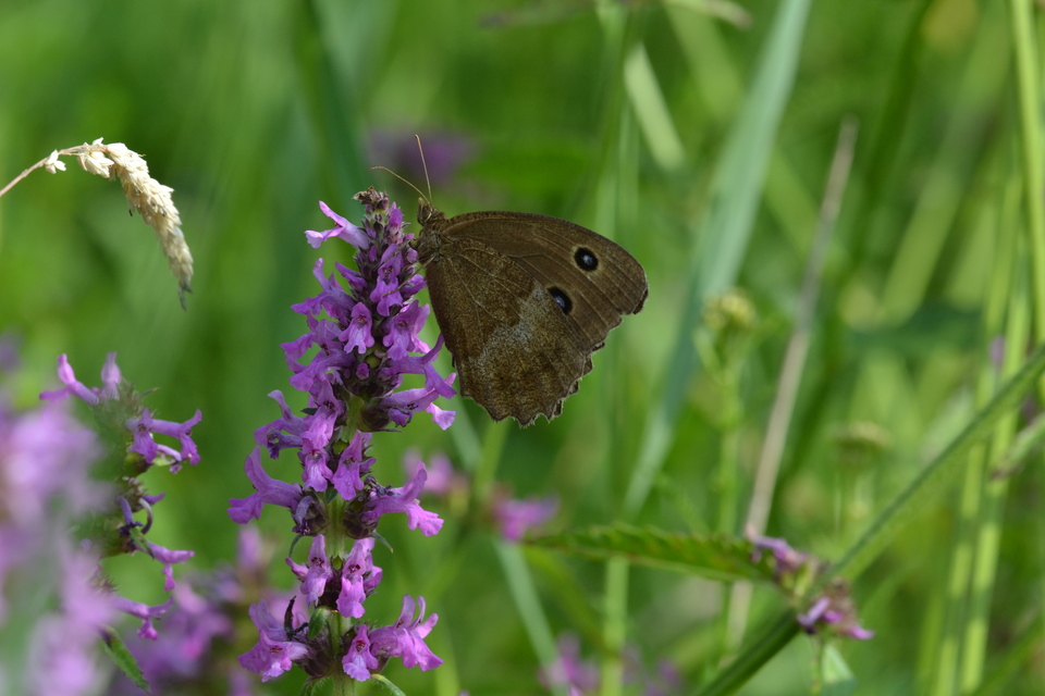 Minois dryas - fekete szemeslepke
