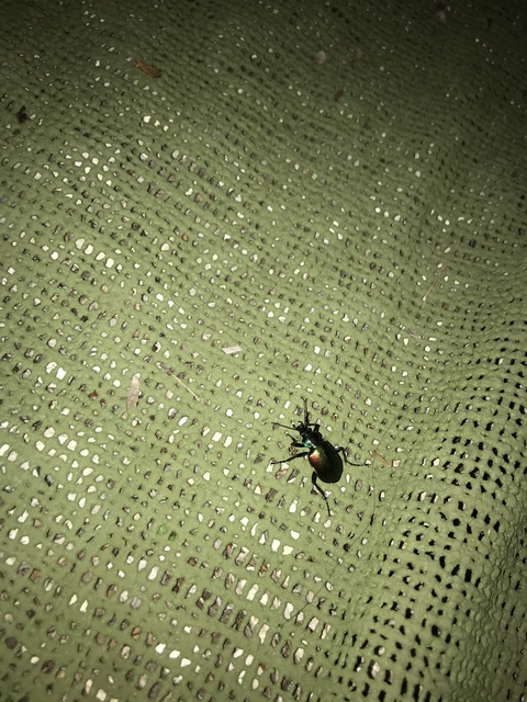 Calosoma sycophanta - aranyos bábrabló