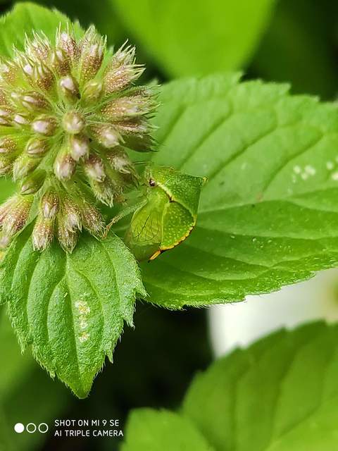 Stictocephala bisonia - bivalykabóca