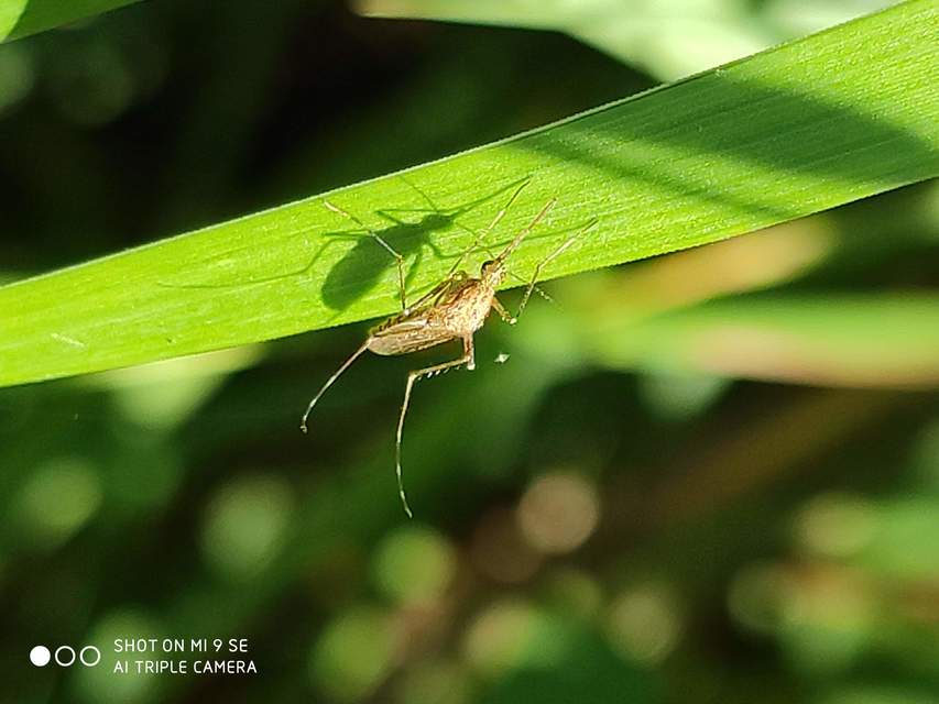 Culicidae - csípőszúnyogok
