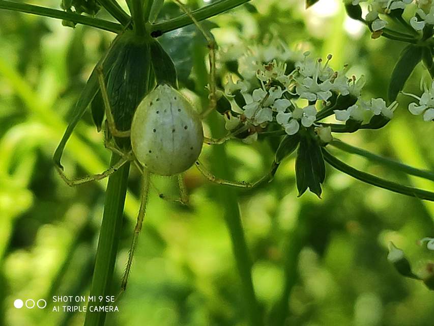 Enoplognatha ovata/latimana