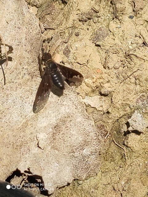 Hemipenthes velutina - bársonyos gyászlégy